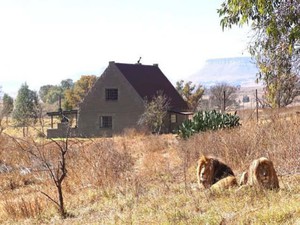 Trải nghiệm du lịch kiểu độc: ngủ với 77 con sư tử bao quanh