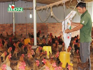 Đắk Nông: Chỉ ở nhà nuôi gà chọi lai mà lãi 50 triệu đồng mỗi tháng