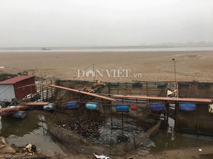 Sông Đà bỗng cạn trơ cồn cát, dân bán đổ bán tháo cá lồng