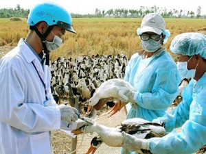 Long An: Hàng trăm con gà, vịt chết vì cúm H5N1, dân vẫn giấu nhẹm