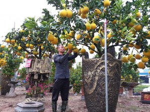 Cực "độc", lạ: Lấy vương miện hoa hậu làm cây chưng Tết ở Hưng Yên