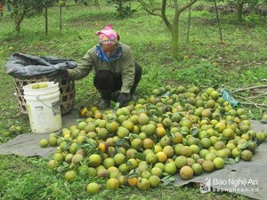 Bị thương lái &quot;dìm&quot;, cam Nghĩa Đàn giảm giá sâu, rẻ như rau