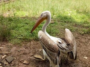 TT-Huế: Dân bắt được 2 con chim lạ "khổng lồ" quý hiếm
