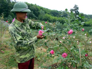 Đánh liều "nuôi con rồng xanh ra quả đỏ", nông dân Mường Động ở Hòa Bình bất ngờ giàu hẳn lên- Ảnh 6.