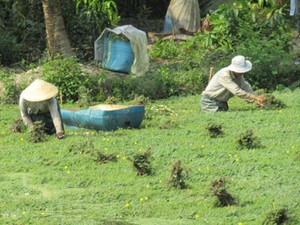 U50 trồng loài rau nổi trên mặt nước, lớn như thổi, thành tỷ phú