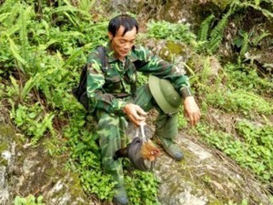 Ly kỳ chuyện trèo núi, vào thung sâu săn loài gà rừng má đỏ