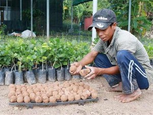 Chuyện lạ ở Ninh Thuận: Dùng &quot;bom hạt giống&quot; trồng cây vùng khô hạn