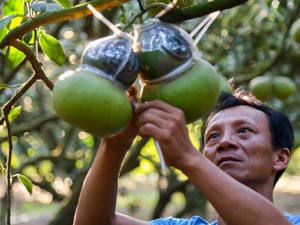 Nghệ nhân Đồng Nai &quot;biến tấu&quot; ra muôn hình vạn trạng cho trái bưởi