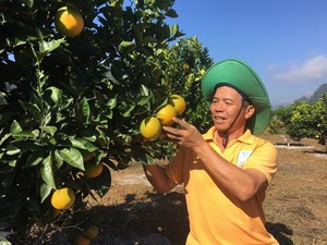 Trồng cam Vinh bán Tết, nông dân cao nguyên Mộc Châu lãi lớn