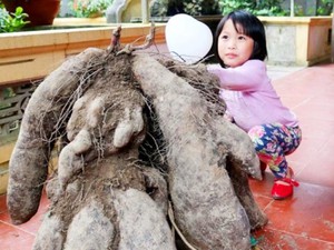 Nghệ An: Dân ùn ùn kéo đi xem củ khoai vạc rồng “khổng lồ”