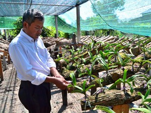 Tây Ninh: Đua nhau trồng lan rừng Ngọc Điểm, dân ở đây giàu