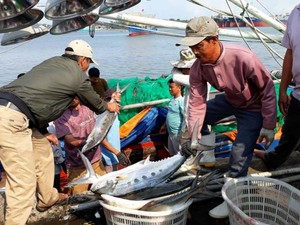 Clip mẻ cá bè vàng hơn 7 tỷ đồng của ngư dân Quảng Trị