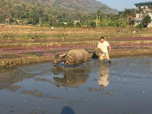 Ảnh: Nông dân Tây Bắc rời mâm cỗ, ra quân làm ruộng đầu năm