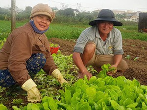 Đà Nẵng: Nông dân La Hường “hốt bạc” vụ rau tết