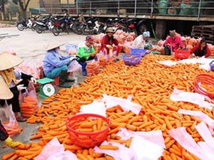 Bắt tay nhau trồng cà rốt sạch, nhà nông ở đây thu 2.000 tỷ đồng/vụ