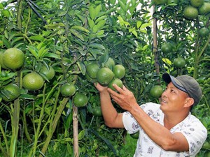 Trai miền Tây làm vườn cam sành bạc tỷ trên đất Lâm Đồng