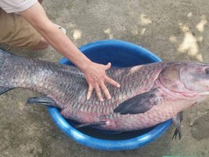 Thanh Hóa: Bắt được cá trăm đen “khủng” dài hơn 1m, nặng 33kg