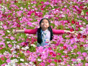 Người dân Kiên Giang &quot;sống ảo&quot; cháy máy ở vườn hoa sao nhái cực đẹp