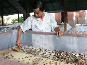 An Giang: Nuôi loài chết sớm, không mùi hôi thối, kiếm bộn tiền