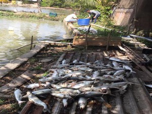 Hậu Giang: Đau xót ao 40 tấn cá tra nghi bị bỏ thuốc độc