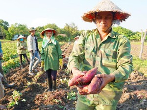 Gia Lai: Khoai lang củ to bự, dân méo mặt vì doanh nghiệp "bỏ bom"