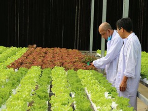 Ngỡ ngàng với vườn rau siêu sạch giữa lòng Sài Gòn chuẩn Global GAP