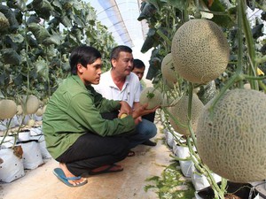 Đắk Lắk: Trai trẻ trồng dưa lưới, trái bự quá trời, cứ 80 ngày lời 45 triệu