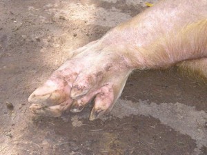 Sởn da gà: Đàn lợn được cho là 'thành tinh' ở chùa Mã Tộc, Sóc Trăng