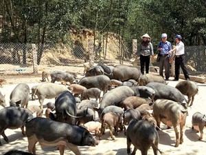 Quảng Nam: Nuôi heo mọi, bán dễ như ăn kẹo, thu 300 triệu đồng