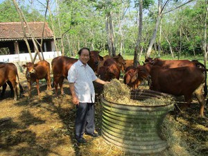 Quảng Nam: U70 và hành trình 30 năm gây dựng trang trại bạc tỷ