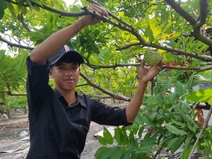 Tây Ninh: Phát hiện giống mãng cầu lạ, trái bự, bán giá cao