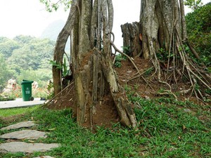 Bí ẩn xung quanh cụ đa nghìn năm "biết đi" quanh đền cổ ở Ninh Bình