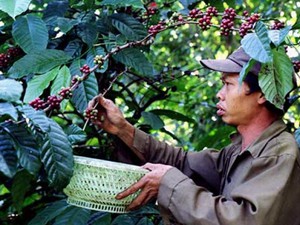 30 năm trồng sầu riêng là cây tỷ đô, nay một ông nông dân Lâm Đồng là tỷ phú ở làng tỷ phú - Ảnh 10.