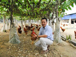 Trại gà ri hữu cơ nghe nhạc thư giãn của ông giám đốc mê nông nghiệp