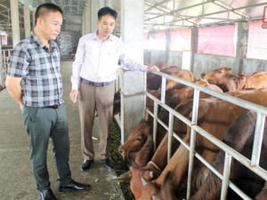 Chuyện lạ ở Thái Bình: Đại gia bất động sản về quê...chăn bò