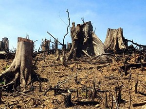 Kinh khủng: Mỗi năm mất gần 2.000 tỷ đồng do... chặt, phá rừng