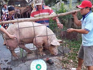 Thấp thỏm dịch tả lợn châu Phi: Dân miền Nam bán lợn “chạy dịch”