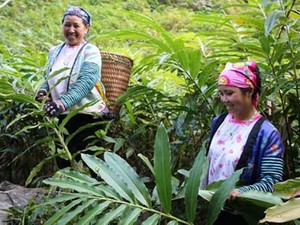 Trồng sa nhân bán quả giá cao, dân bản Phiêng Ban ngày  ngày no ấm