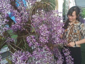 Bất ngờ: Vùng đất xa xôi Lai Châu lại là nơi hoa lan rừng tụ hội