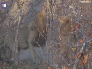 Video: Đàn sư tử kịch chiến sư tử đực to lớn nhăm nhe chiếm trọn cả bầy