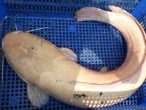 Đồng Tháp: Xôn xao bắt được cá trê gần 10 kg toàn thân màu trắng