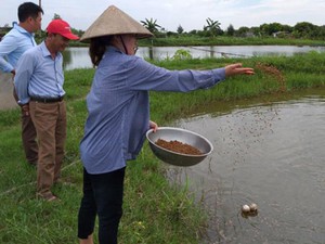 Lạ mà hay: Cô giáo 9X rời bục giảng nuôi tôm trúng nhờ... tỏi