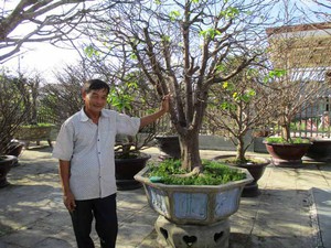 Quảng Nam: Đổi đời nhờ bí quyết trồng những cây mai "khủng"