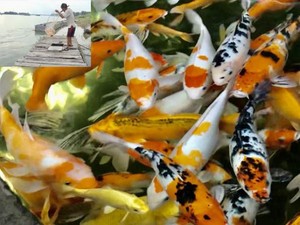 Quảng Ngãi: Độc đáo thuần hóa loài cá &quot;ngoại quốc&quot; trên sông Trà Khúc