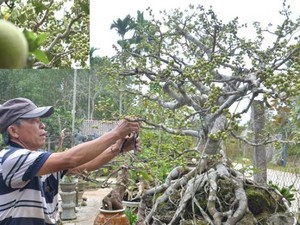 Quảng Ngãi: Độc đáo cây sanh không lá nhưng trái chi chít đầy cành