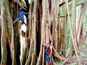 Rừng đa cổ thụ âm u, bí hiểm ở Quảng Nam, có cây 1.000 năm tuổi