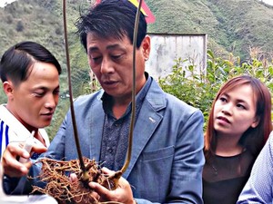 Loài sâm quý ở Lai Châu, vô tình thấy 1 củ bán 450 triệu đồng