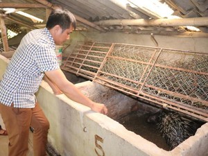 Nuôi loài thú đầy lông sắc nhọn, Tết khách cứ hỏi có còn không