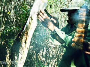 Cận Tết về rừng U Minh theo dân đi gác kèo lấy thứ mật ong nức tiếng