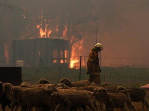 Cháy rừng ở Australia: Điều tồi tệ nhất chưa đến!